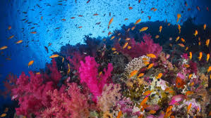 Impact of the Ocean: Climate and Biodiversity